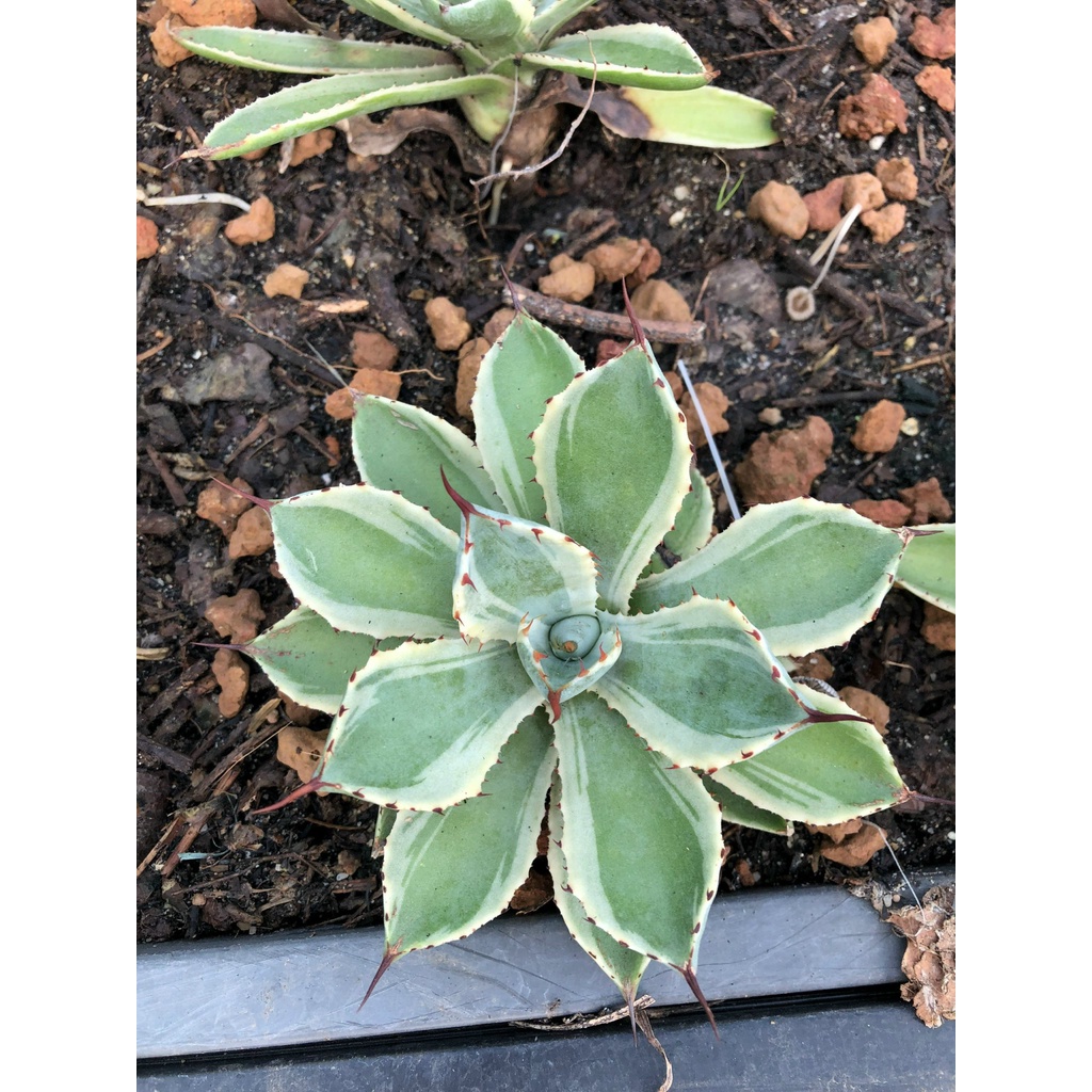 Xương rồng agave 70k-có tặng đất trồng