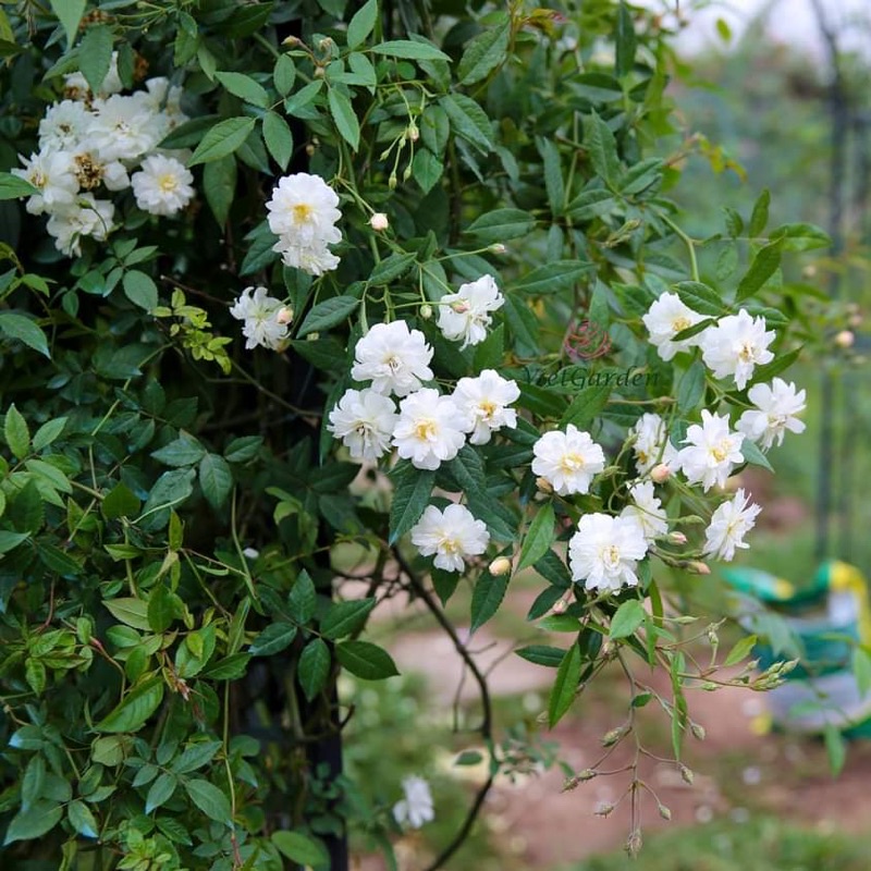 Hoa hồng leo Snow Goose rose