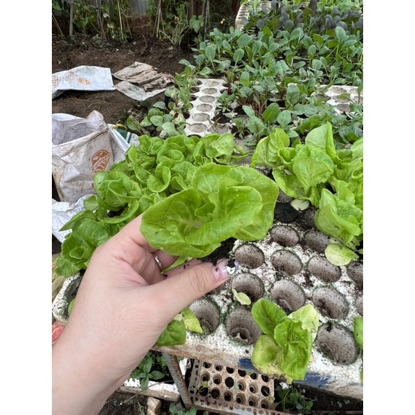 Combo 10 cây con xà lách Búp