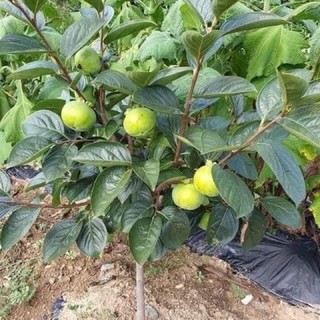 Cây HỒNG GIÒN NHẬT BẢN fuji / hồng không hạt ( cây ghép) - hồng vuông