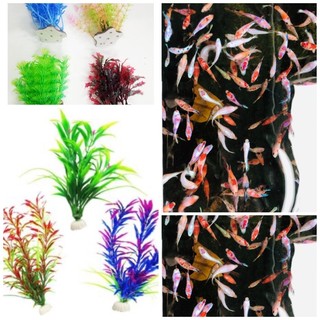 Cây betta thủy sinh black blue - nemo glx - Trang trí hồ cá