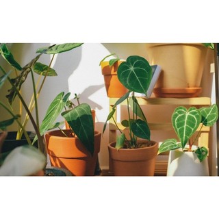 chậu đất nung 19x13cm (chậu trồng cây)