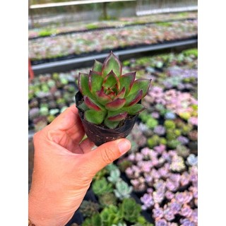 Sen đá ếch lửa size nhỏ 4-4,5cm, màu siêu đỉnh, lỗi 1 đổi 1