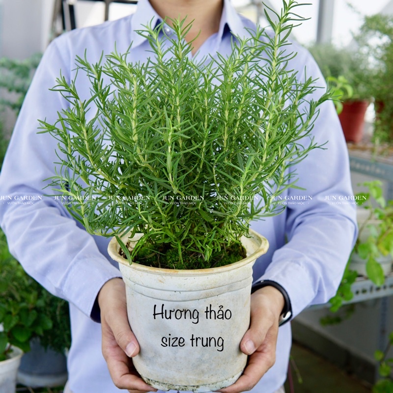 Chậu Hương Thảo Tươi Rosemary JUN GARDEN size trung