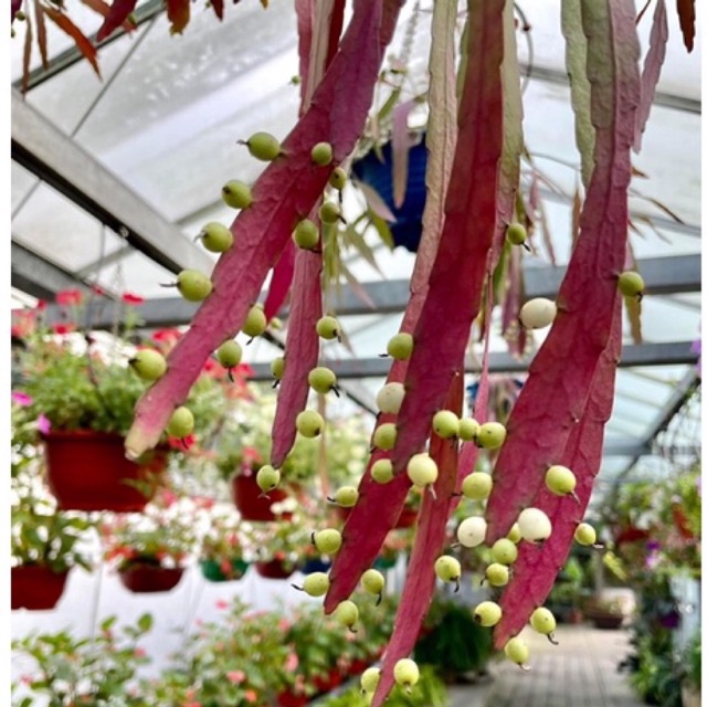 Quỳnh ngọc trai 20k/nhánh