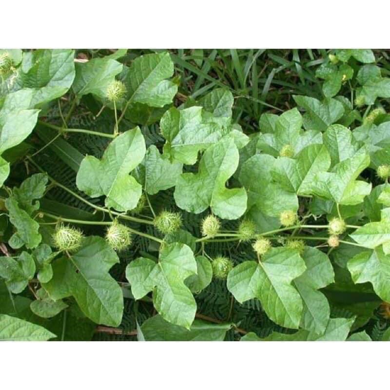 Cây giống lạc tiên nhãn lồng cây trùm bao mua 5 cây tặng thêm 1 cây