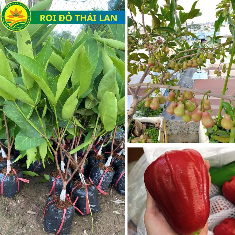 Cây giống roi đỏ Thái lan, giống cây nhập khẩu mới, quả to, mọng nước, cây sớm cho trái, nhiều quả cây giống khỏe