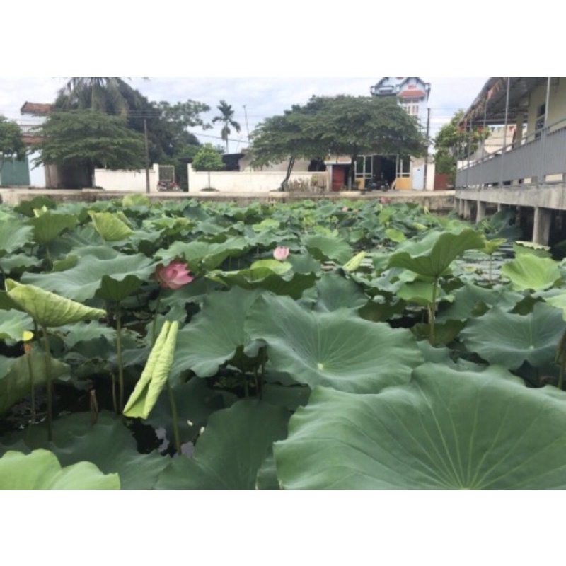500Gr LÁ SEN KHÔ GIẢM CÂN, TIÊU MỠ CỰC TỐT