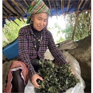 [ FRRE SHIP ] Lá Đắng Rừng Lai Châu ( lá cơm kìa ) (Lá dạ dày )