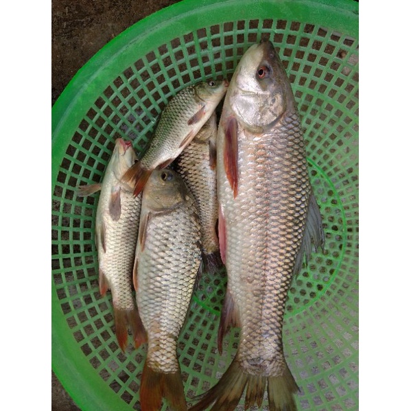 Cám chim xay , chuyên dùng để câu cá _câu lancer và câu đài .