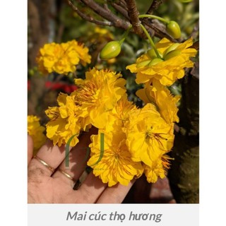 Mai cúc thọ hương