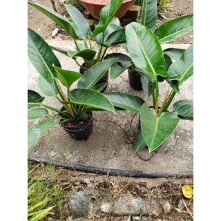 Trầu Bà Đế Vương Xanh