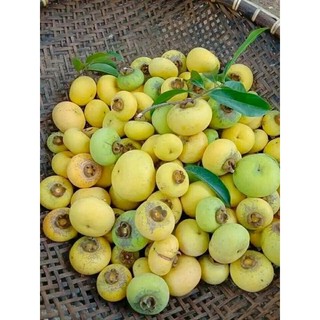 cây Giống Thị thơm lùn