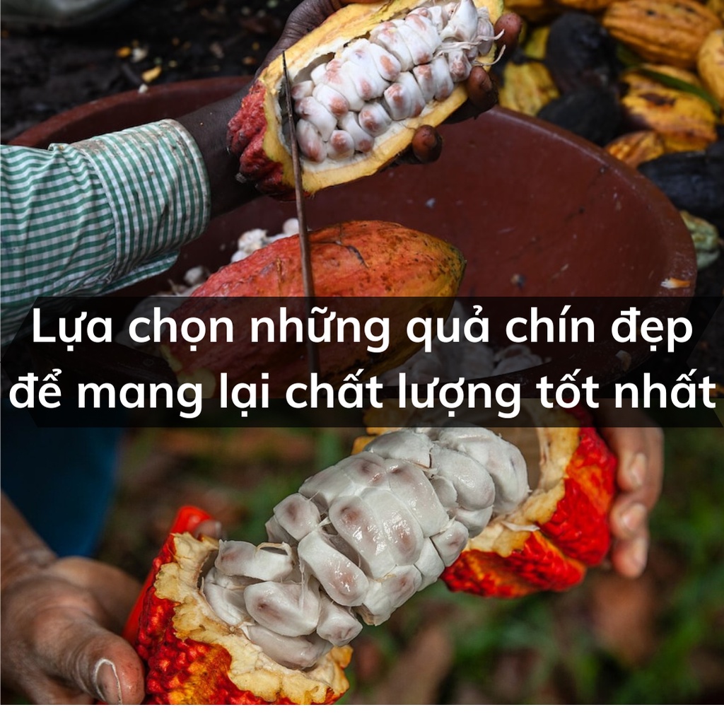 Cacao nguyên chất 100% - 500gr cacao đắk lắk loại 1 - ảnh sản phẩm 3