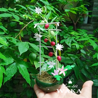 Hoa Đất Sét Mini - Giàn Chanh Dây Mini