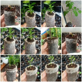 (PHẠM GIA FARM) Viên nén xơ dừa ươm cây, hạt