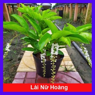 Cây Lài Thái hoa trên 10 ngày mới tàn với hương thơm ngào ngạt