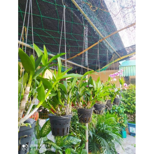 Phân Bón Sinh Học Orchid Dưỡng Cây, Ra Rễ và Ra Hoa