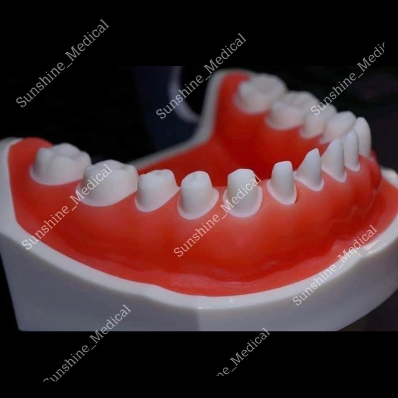 Túi 28 răng nhựa THỰC HÀNH MÀI CÙI nha khoa - TẶNG TUA VÍT