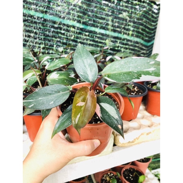 chậu cây Pink princess kiểng lá (cây công chúa hồng)
