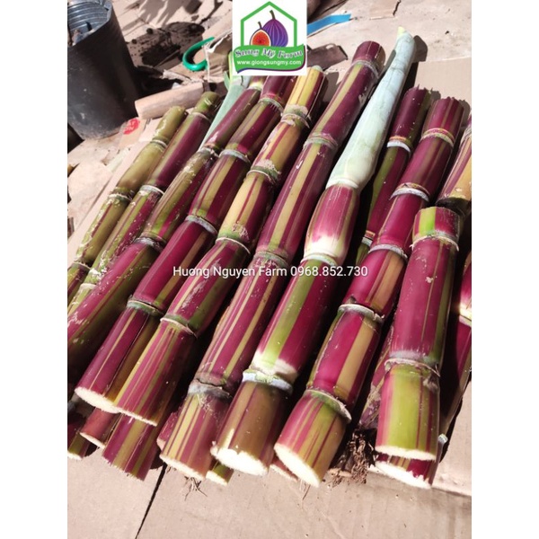 2 cành Giống Mía sọc kẹo Hawai 0.5 m