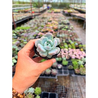 [CÓ GIÁ SỈ] sen đá Monroe size nhỏ 4-5cm