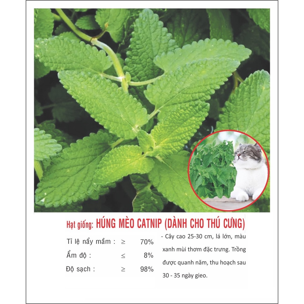 Hạt giống Cây bạc hà mèo - Catnip VTP160 | Vạn Tín Store