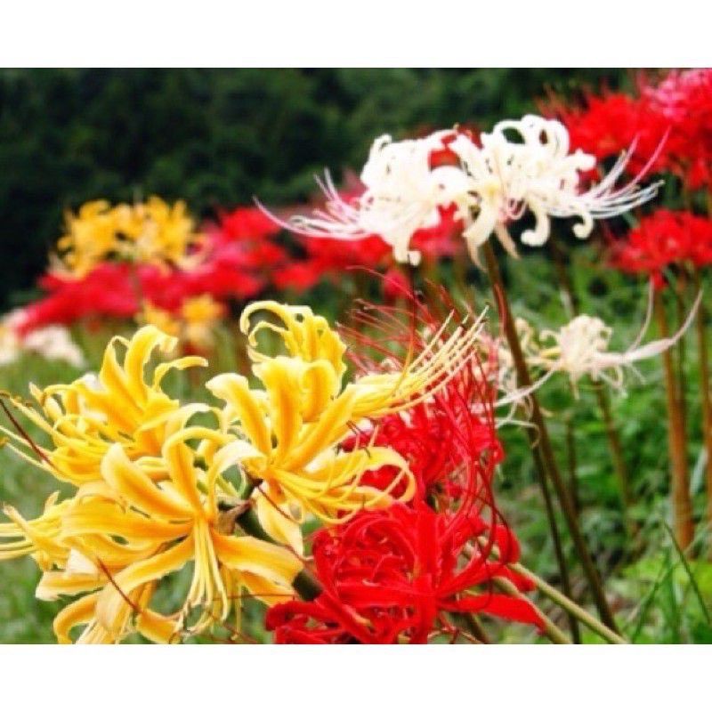 Củ hoa bỉ Ngạn 9cu 9 màu