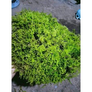 Rêu trác bá - fern moss - dùng để setup bể bán cạn, terrarium