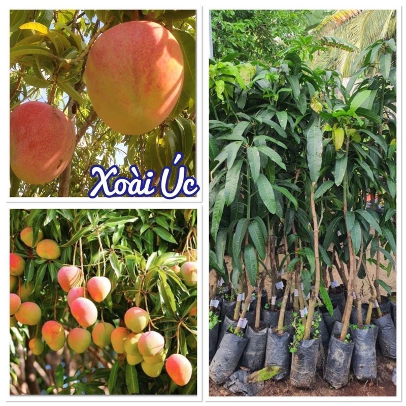 Cây giống xoài Úc