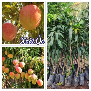 Cây giống xoài Úc