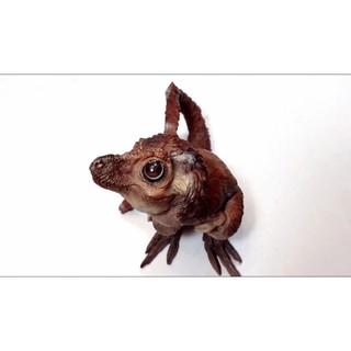 Mô hình PNSO Khủng long Young T-Rex (T-Rex con) có sẵn