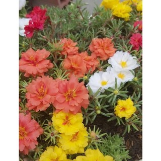 Hạt giống hoa mười giờ nhiều màu