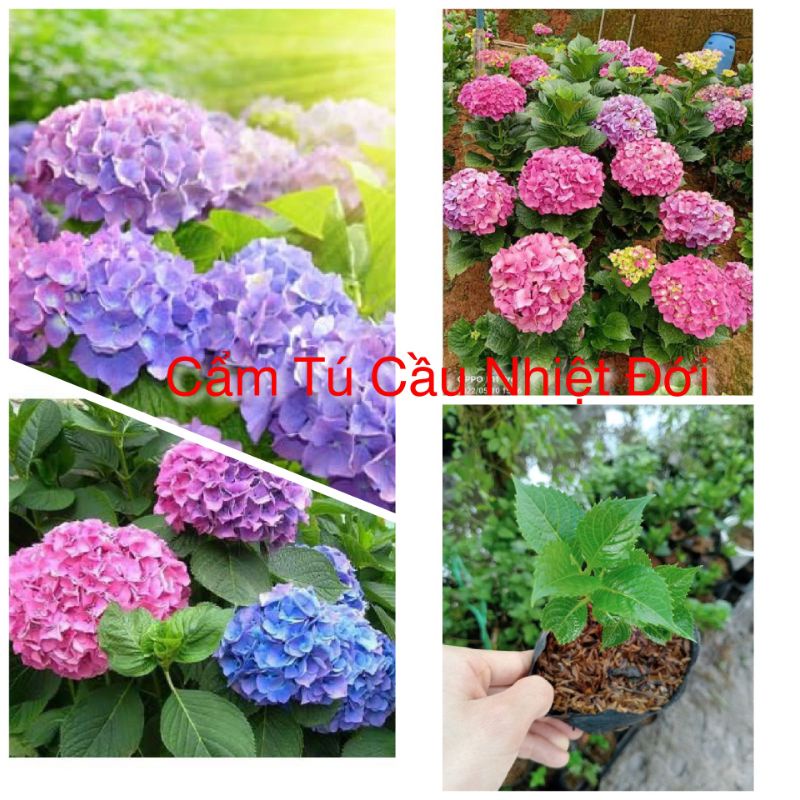 Cẩm tú cầu Hà Lan nhiệt đới (Hoa ra quanh năm)