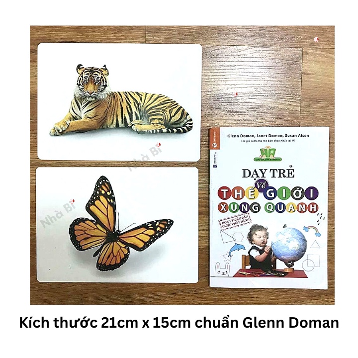 Bộ Thẻ Học Glenn Doman Cho Trẻ Sơ Sinh Chuẩn - Flashcard Thế Giới Xung Quanh 100 thẻ - TN0005