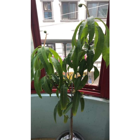 Xoài Thái siêu lùn  siêu sớm