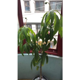Cây 🌲 Xoài Thái siêu lùn  siêu sớm