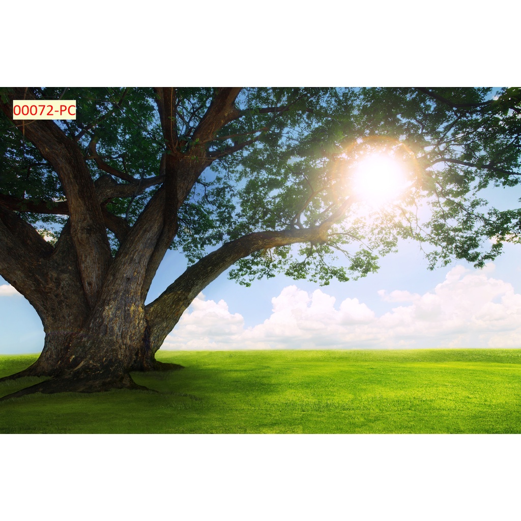 Tranh 3D Hàng Cây, Rừng Cây, Cây Xanh Dán Tường Cao Cấp