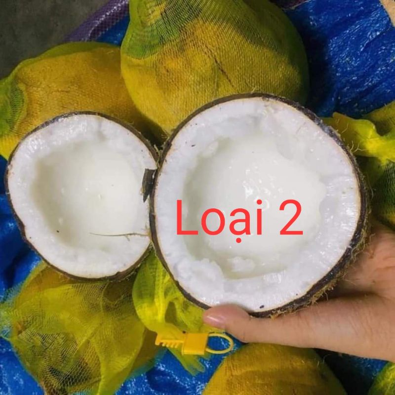 Dừa Sáp Cầu Kè Cơm Siêu Dày