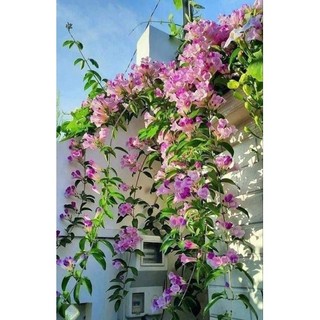 Cây giống hoa lan tỏi(1bầu)