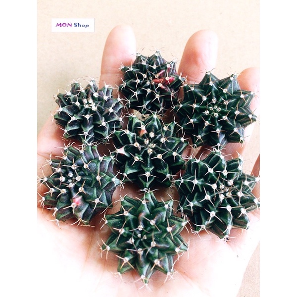 Xương rồng gym vân lem đẹp