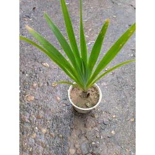 Xạ can, rẻ quạt cây dược liệu