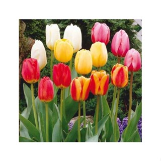 COMBO 10 CỦ TULIP (10 MÀU)