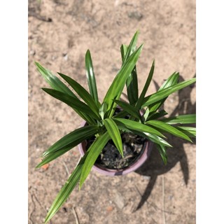 Chậu cây lá dứa chỉ giao tp.hcm