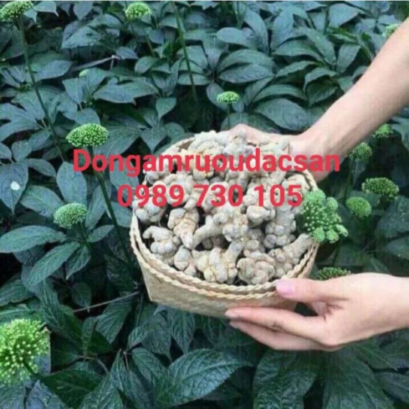 Củ tam thất bắc hàng chuẩn 90 củ 1kg, bồi bổ cơ thể