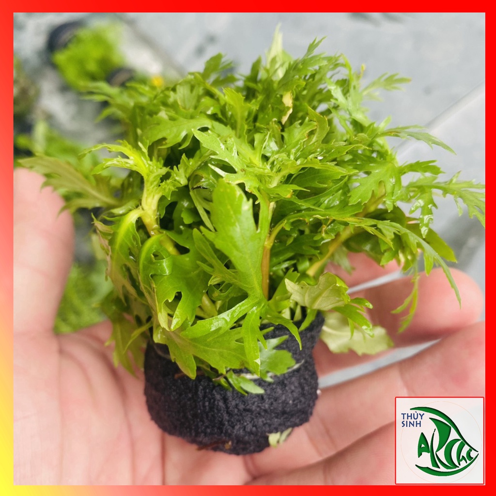 Thủy Cúc 13-15 ngọn lá cạn Cây thủy sinh cắt cắm