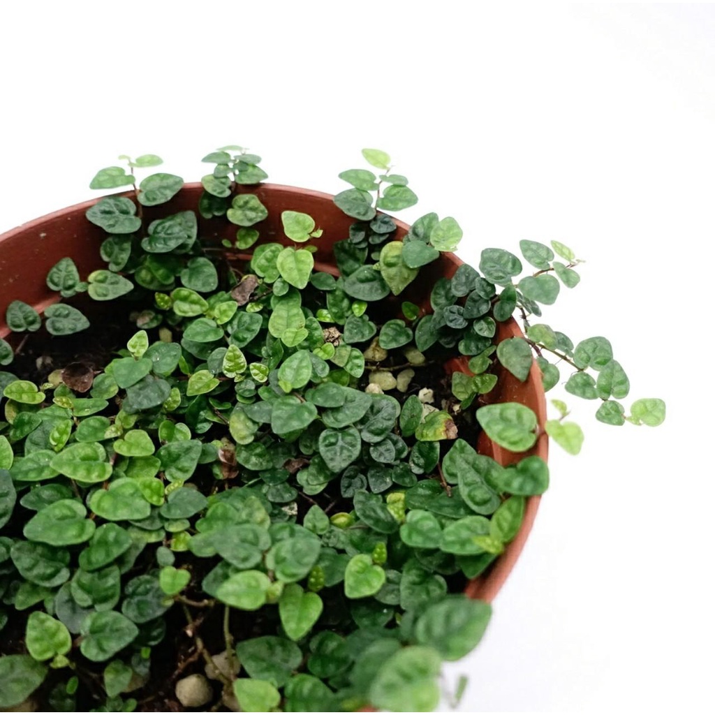 Chậu nhựa vảy ốc mini, vải ốc minima dùng set bể terrarium bán cạn chậu nhỏ 9cm