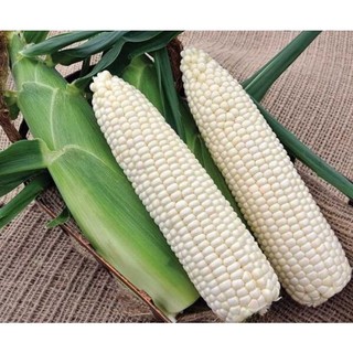 Hạt giống Bắp nếp lai F1 100Gram