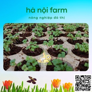 Khay ươm hạt 84 lỗ bằng xốp