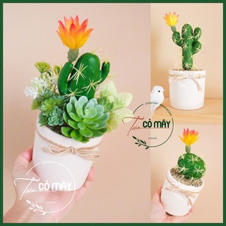 Chậu xương rồng giả hoa cam